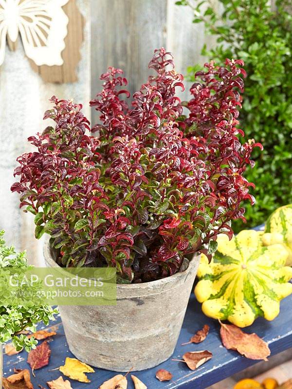 Leucothoe Twisting Red ® in pot