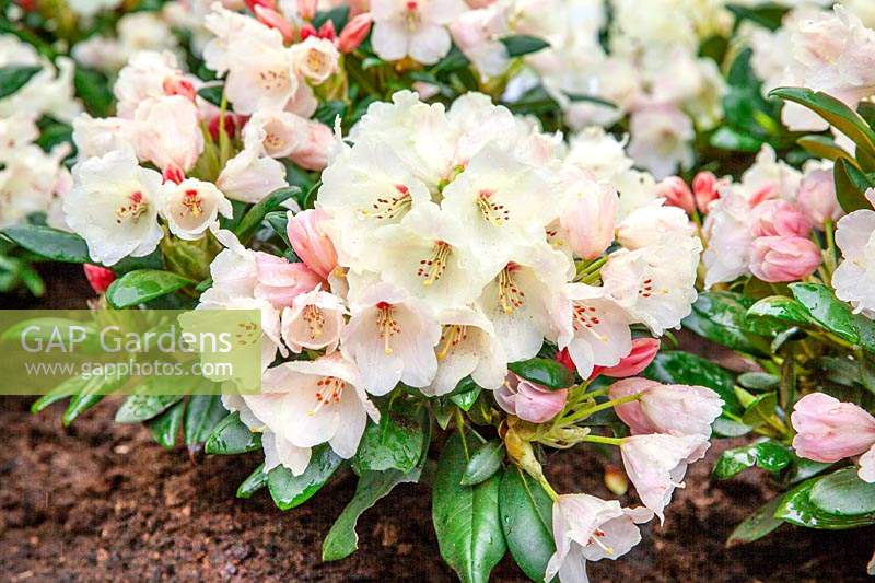 Rhododendron Lackblatt