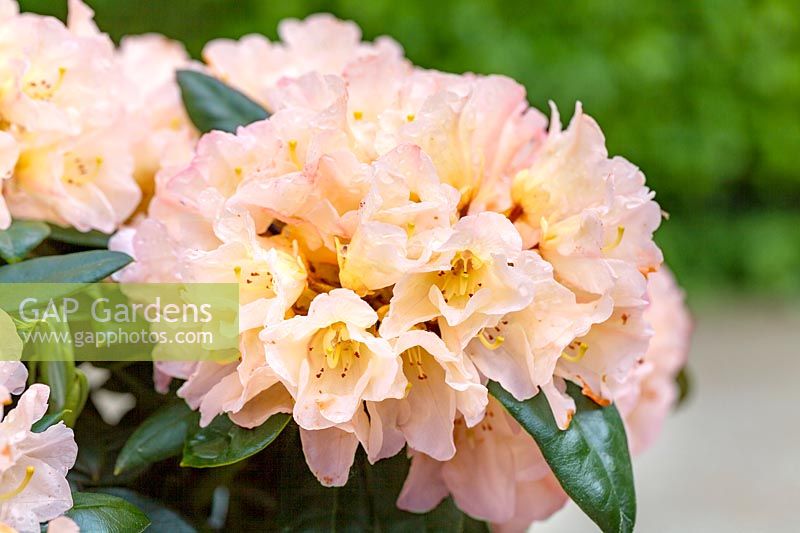 Rhododendron Aureolin ®