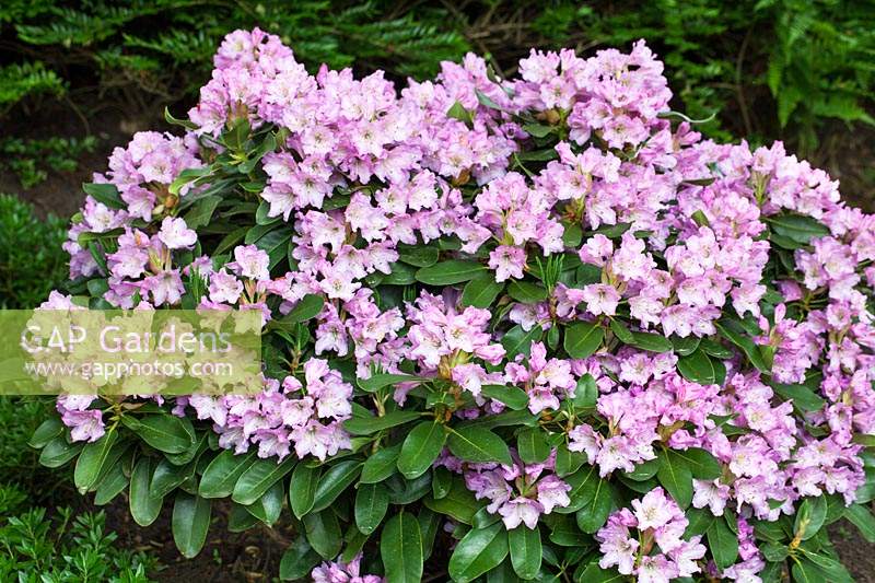 Rhododendron INKARHO-Dufthecke ® Lila