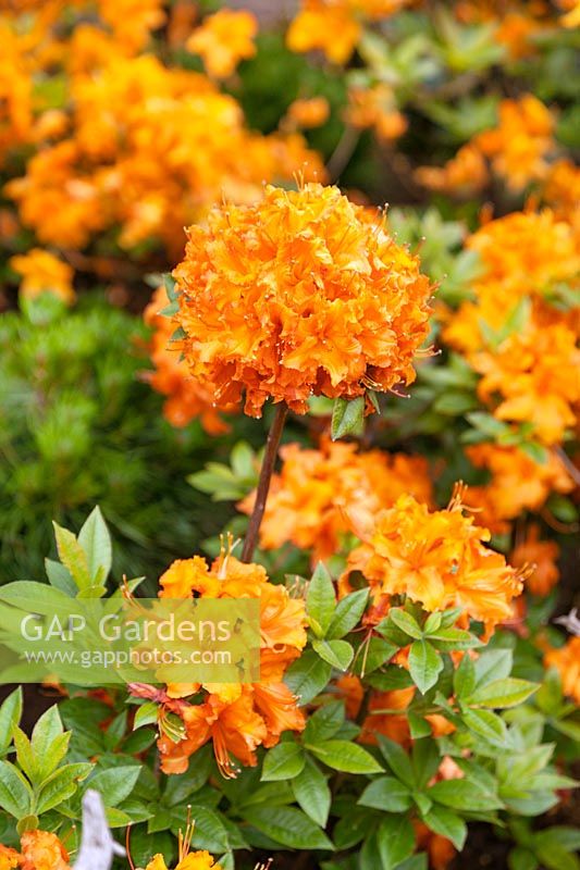 Rhododendron Gibraltar