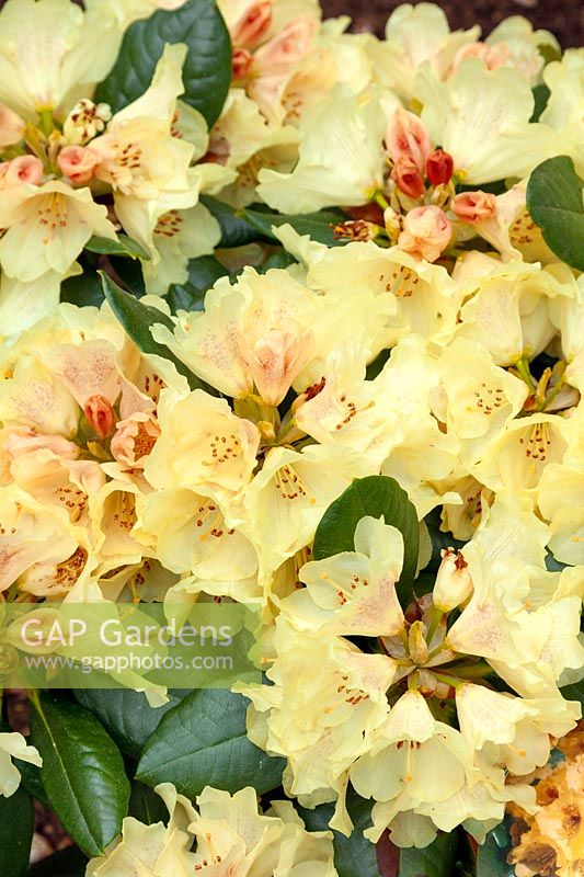 Rhododendron Goldprinz