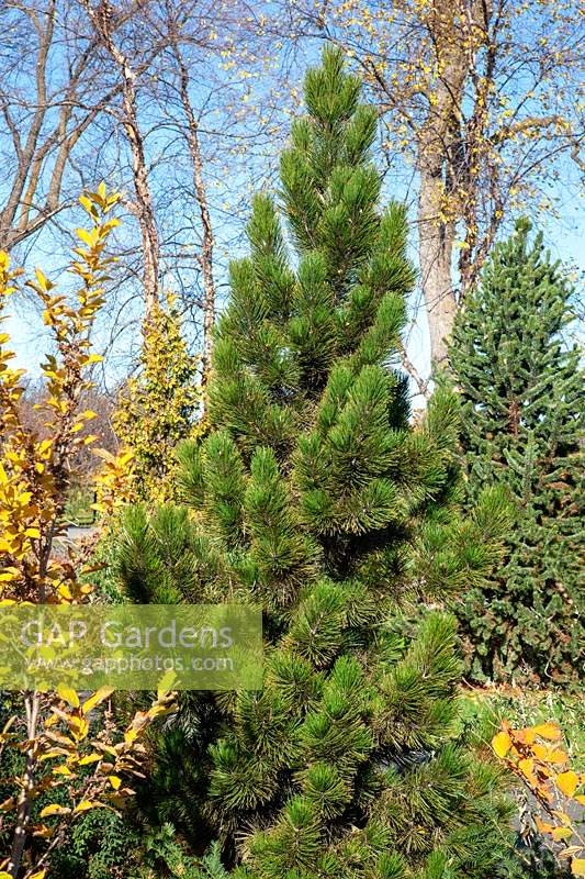 Pinus heldreichii Compact Gem