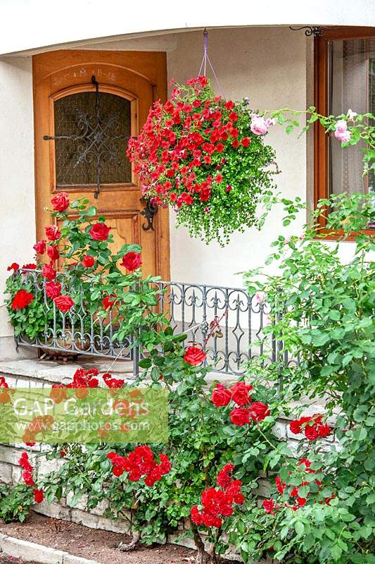Entry with roses and annuals