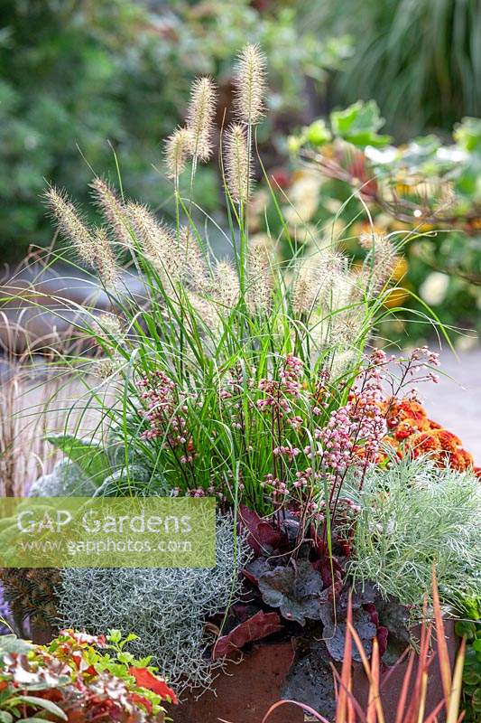 Fall planting with Pennisetum