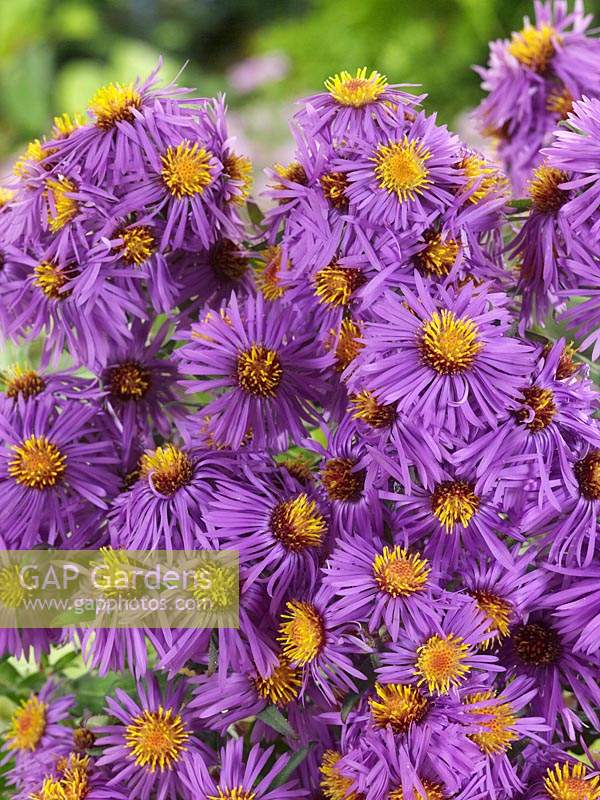 Aster Barr's Blue