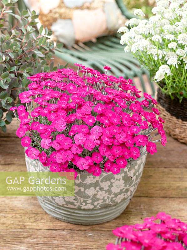 Dianthus Electra in pot