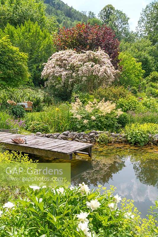 Natural swimming pond with Weigela