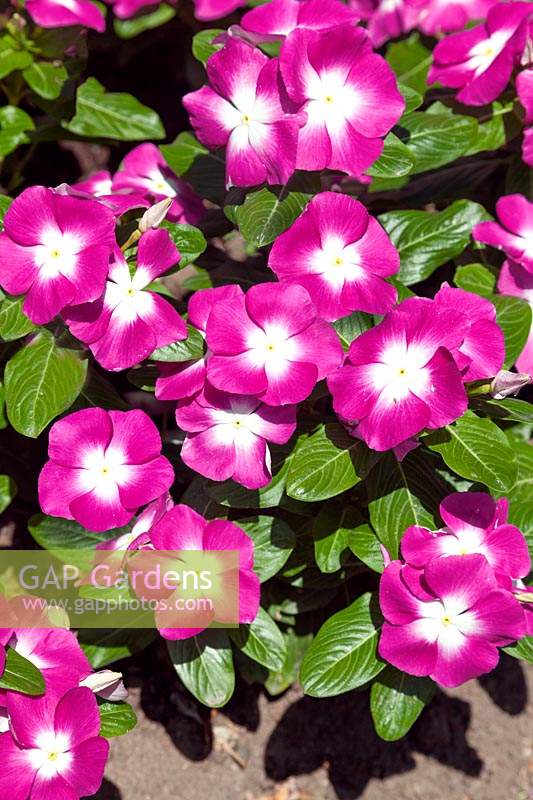 Catharanthus Mega Bloom Orchid Halo
