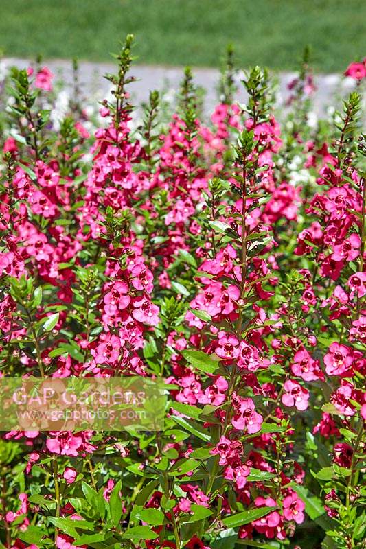 Angelonia Angelface ® Perfectly Pink