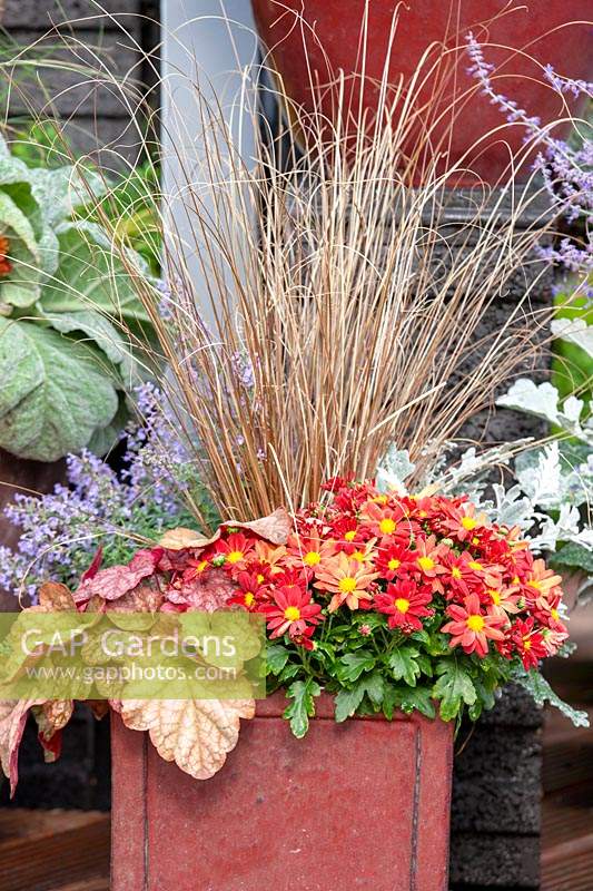 Fall plant container with Chrysanthemum