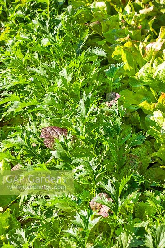 Lactuca Asia Spicy Green mix