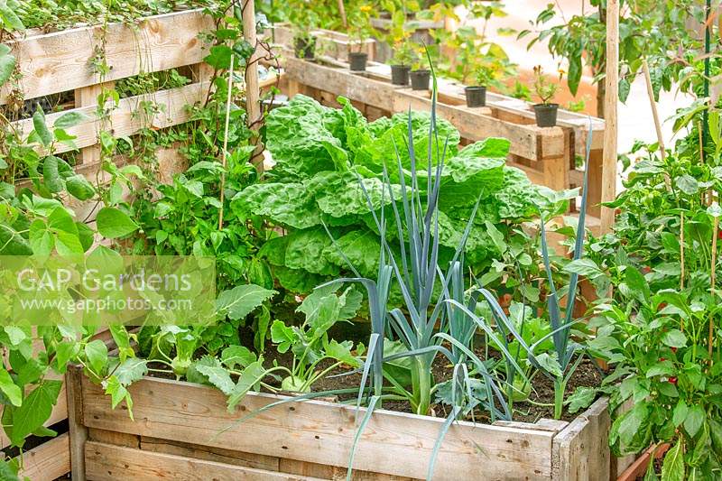 Vegetable border made from palettes