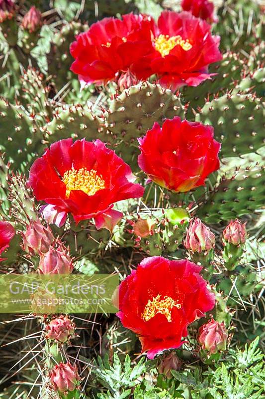 Opuntia Taylor's Red