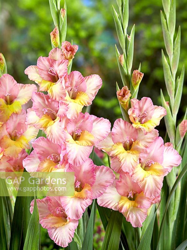 Gladiolus Hybride
