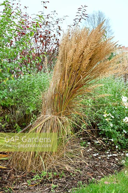 Winter protection with oranamental grasses