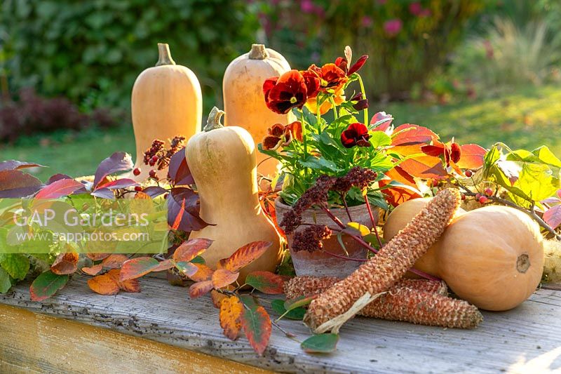 Fall decoration with Cucurbita Butternut