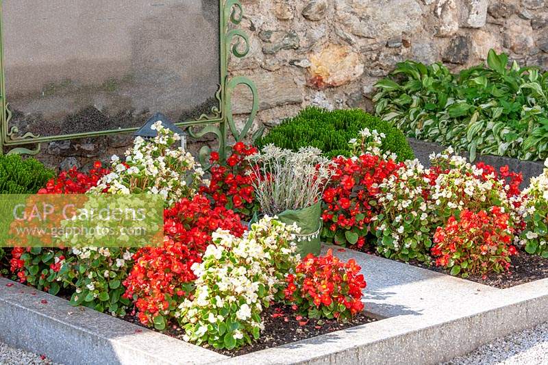 Grave planting with Begonia