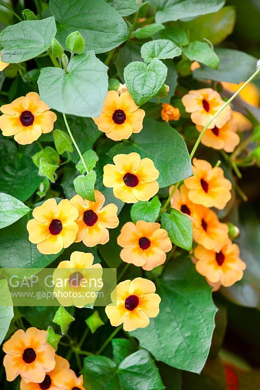 Thunbergia TowerPower ™ Apricot