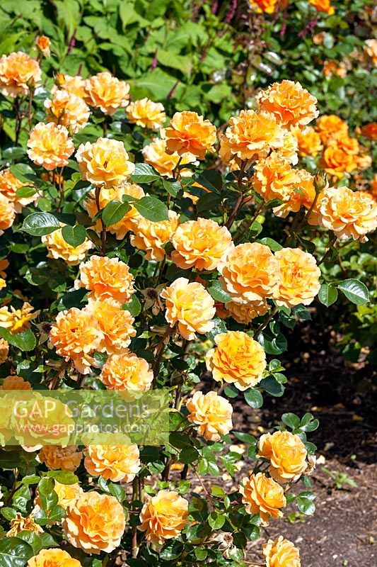 Rosa Harzumber Welwyn Garden Glory