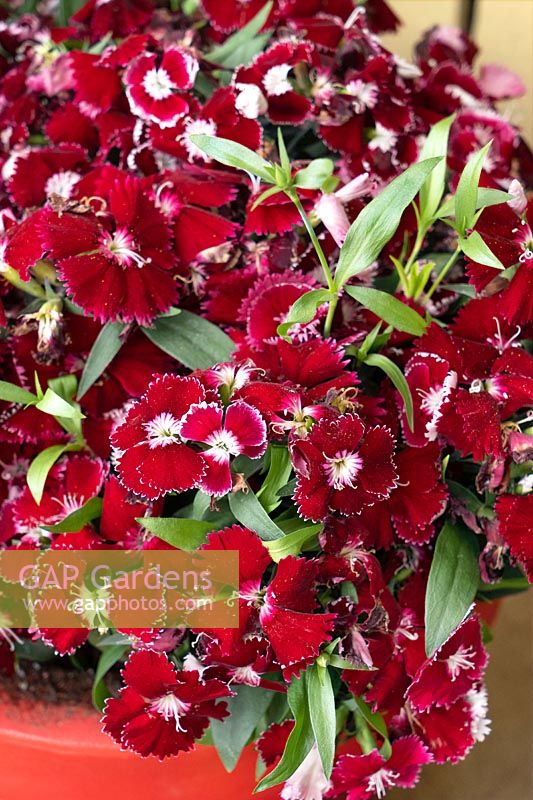 Dianthus Floral Lace ® Red