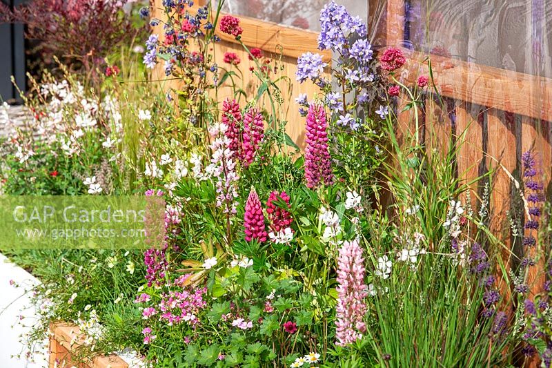 Perennial planting with Lupinus