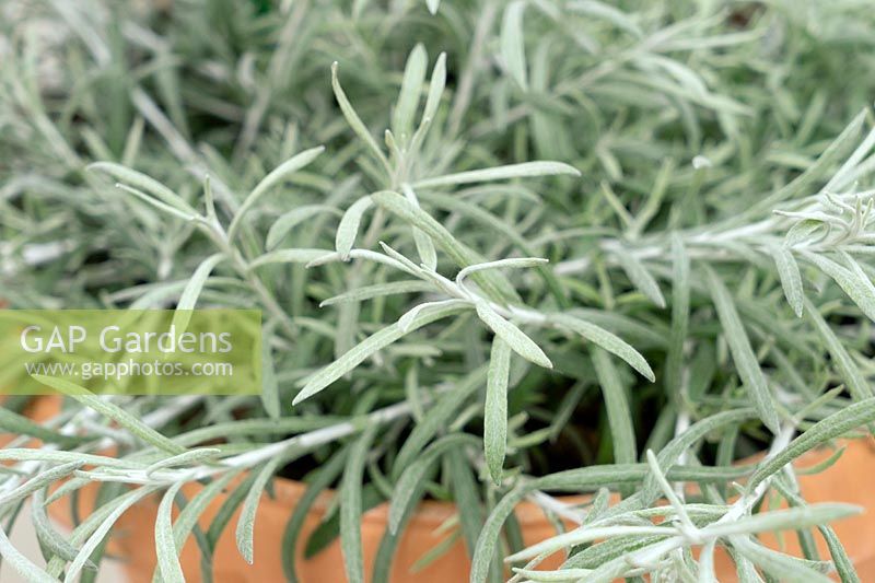 Helichrysum Silver Carpet