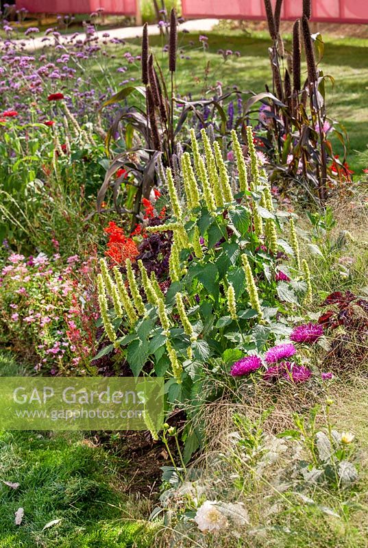 Planting with Agastache rugosa