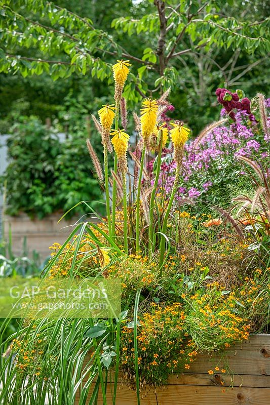 Planting with Kniphodia and Bidens