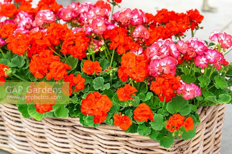 Pelargonium pac ® Little Lady ® Bicolor and Scarlet in basket