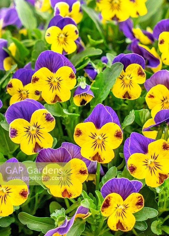 Viola Quicktime ® Yellow Blue Jump Up