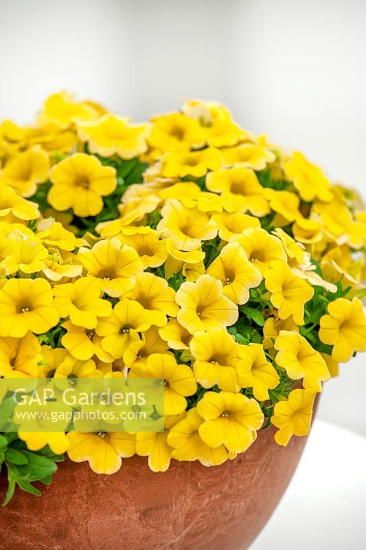 Calibrachoa Calipetite ® Yellow Impr.