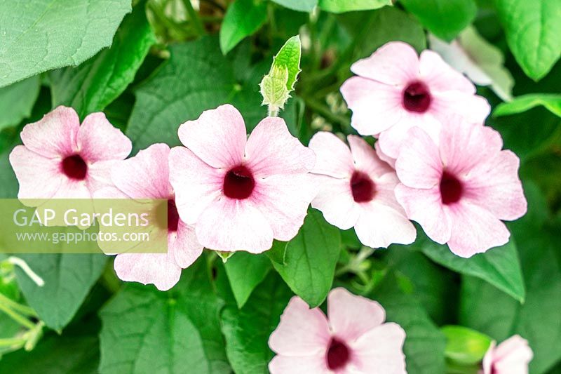 Thunbergia Sunny Susy ® Pink Beauty