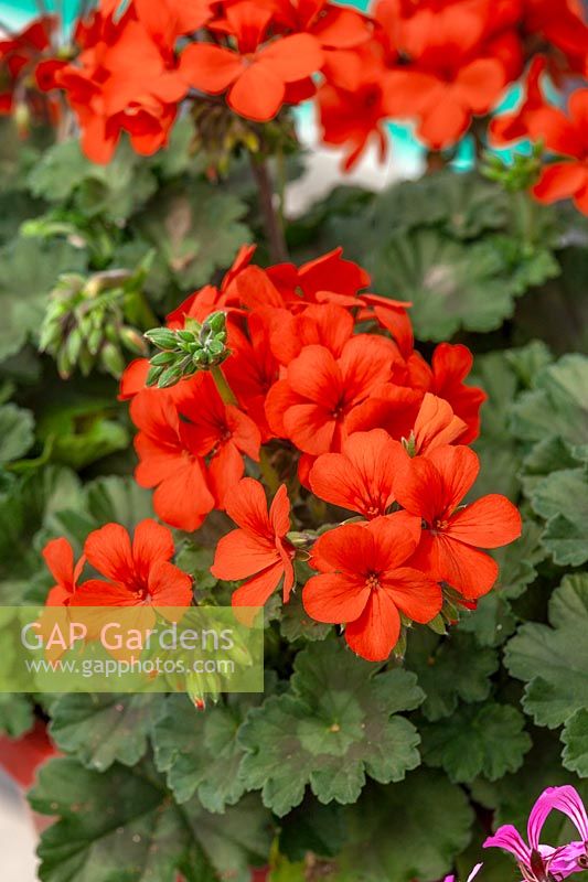 Pelargonium Calliope ® Landscape Orange