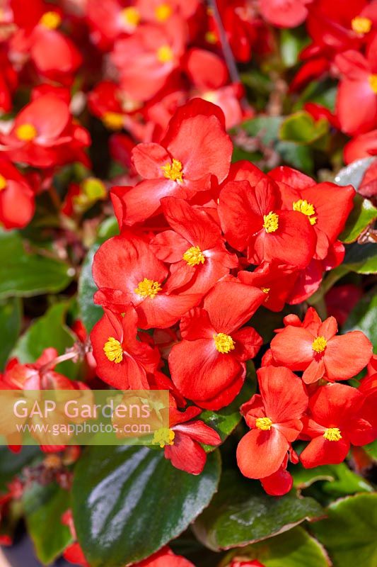 Begonia Topspin Red