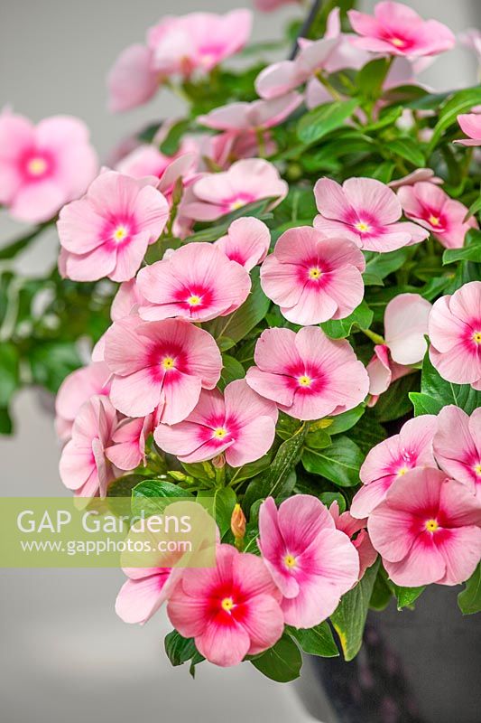 Catharanthus Cora ® Cascade Shell Pink