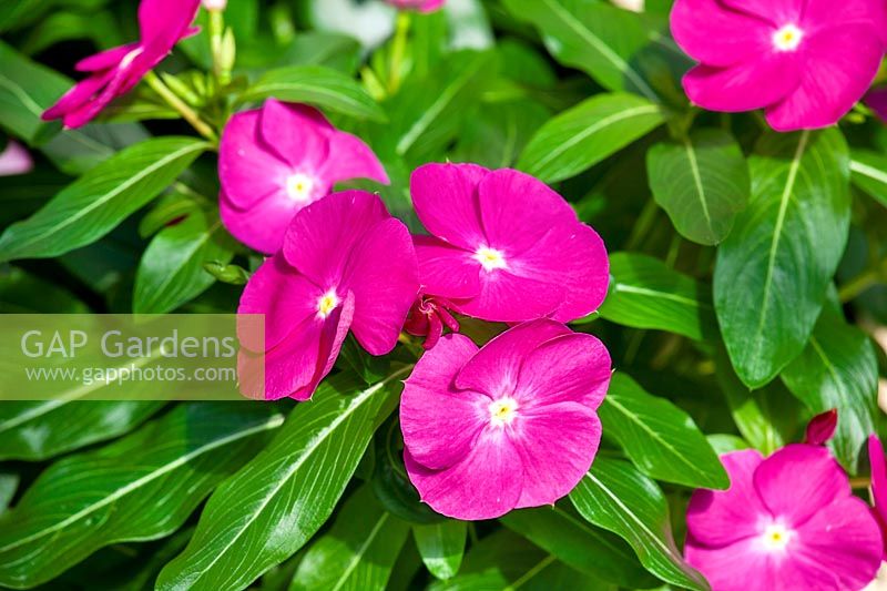 Catharanthus Cora ® XDR Orchid