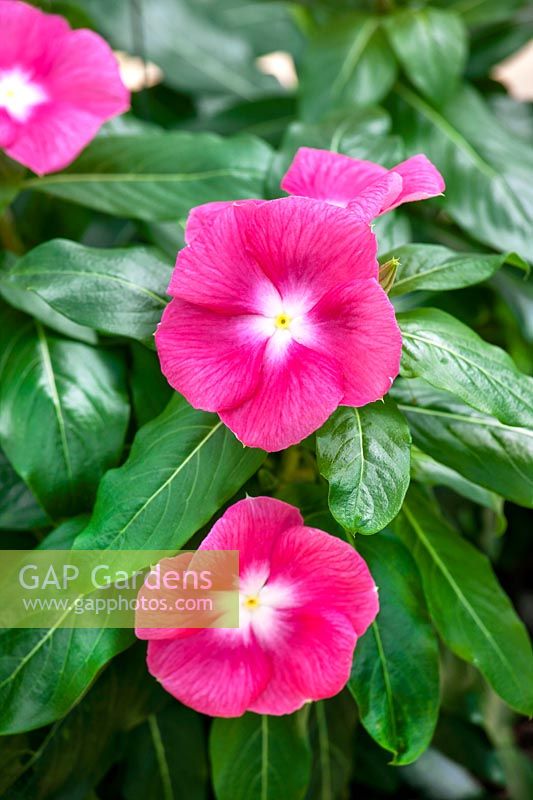Catharanthus Cora ® XDR Pink Halo