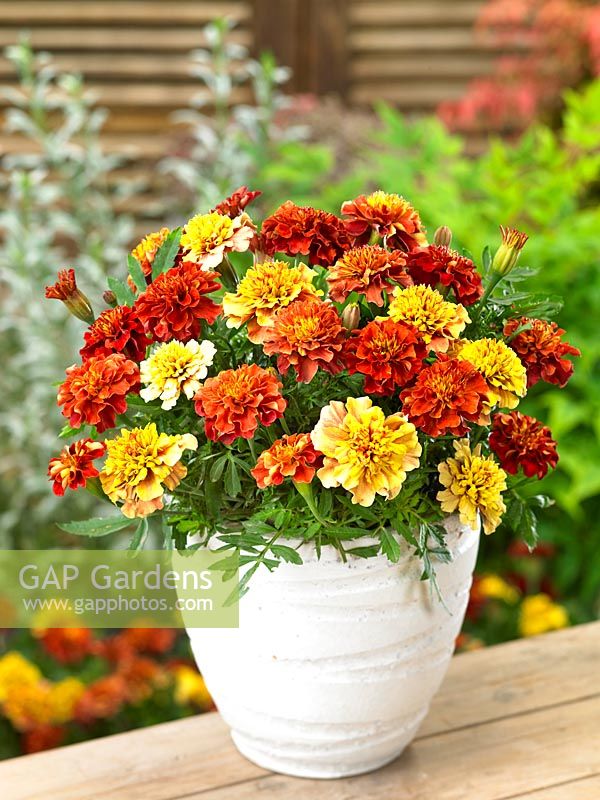 Tagetes Strawberry Blonde in pot