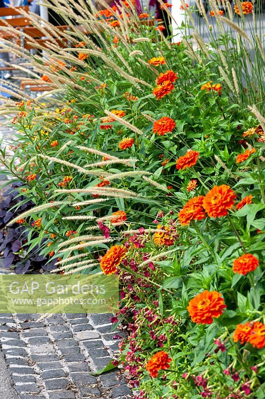 Planting with Zinnia