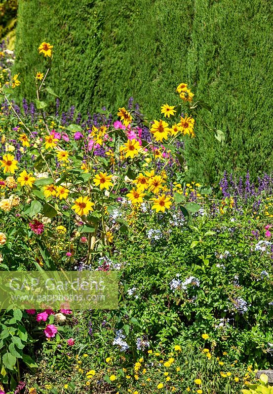 Colorful annual planting
