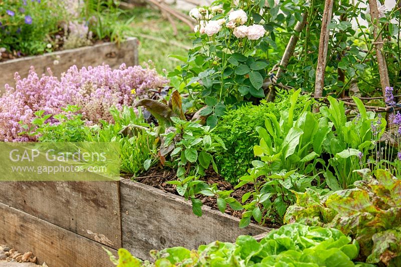 Raised bed with lettuce and herbs