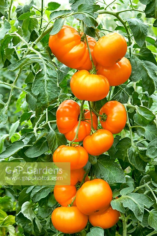 Solanum Bychie Serdse Oranzhevoye