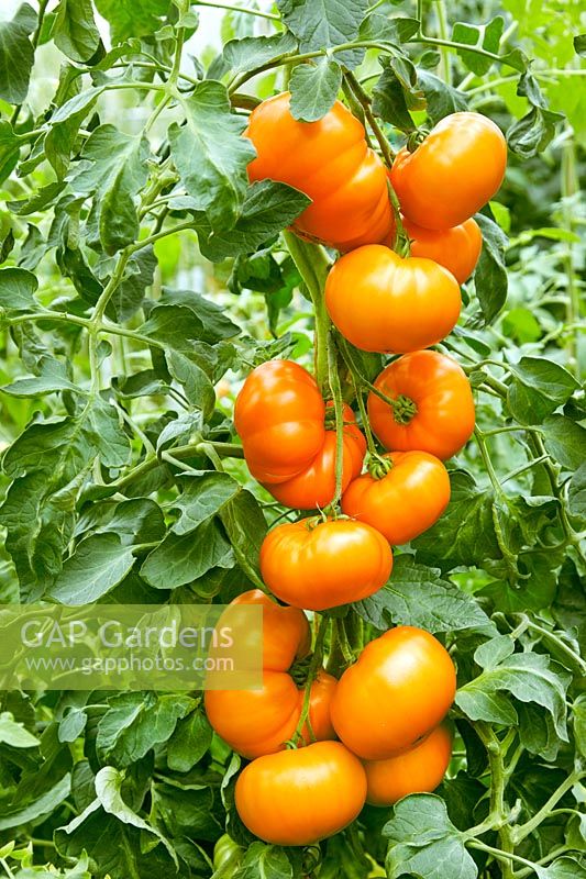 Solanum Bychie Serdse Oranzhevoye