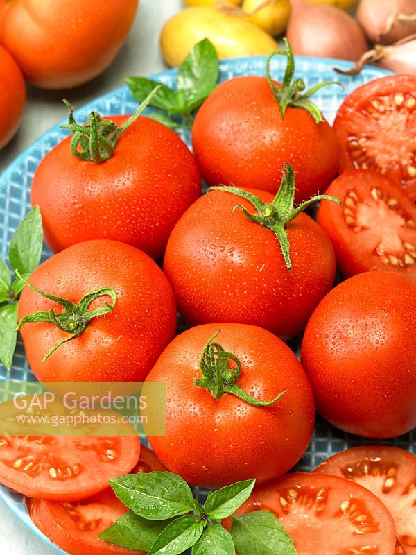 Solanum Ogni Chelyabinska GS-Miass