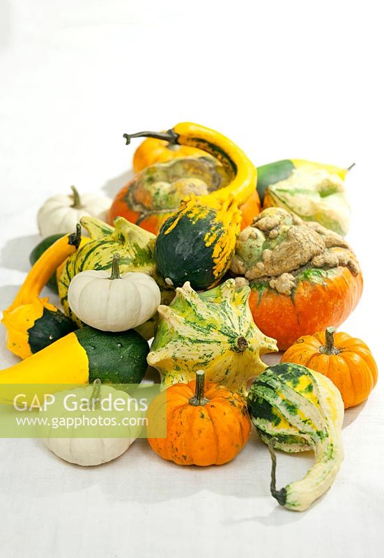 Ornamental pumpkin mix