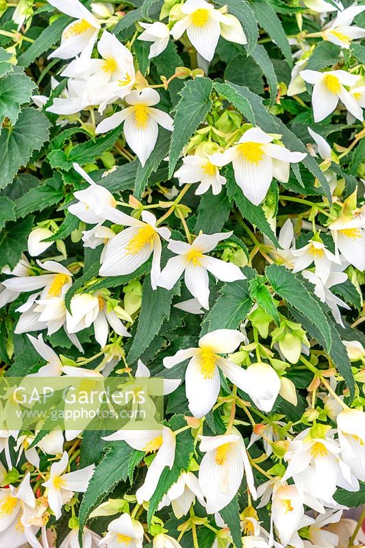 Begonia Shine Bright  ™ White