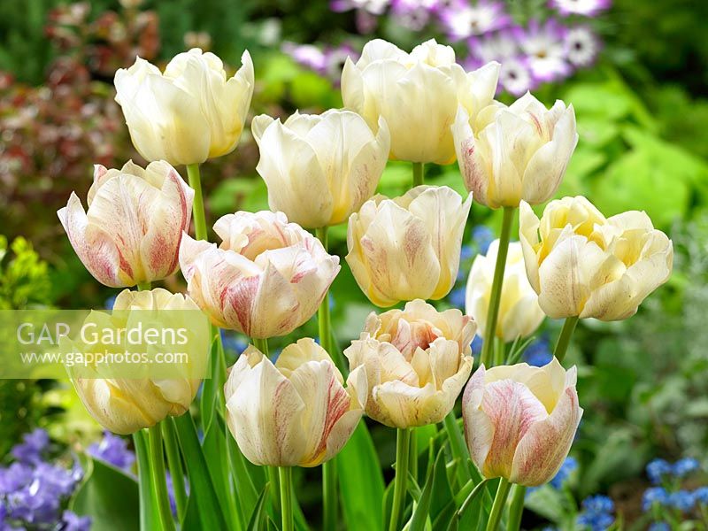 Tulipa Double Early Silk Road