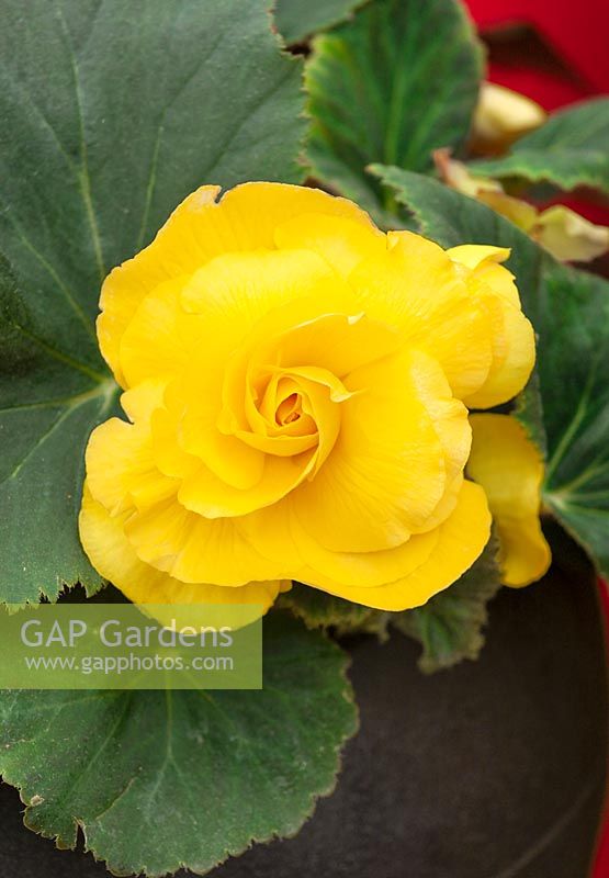 Begonia AmeriHybrid ® Roseform Yellow