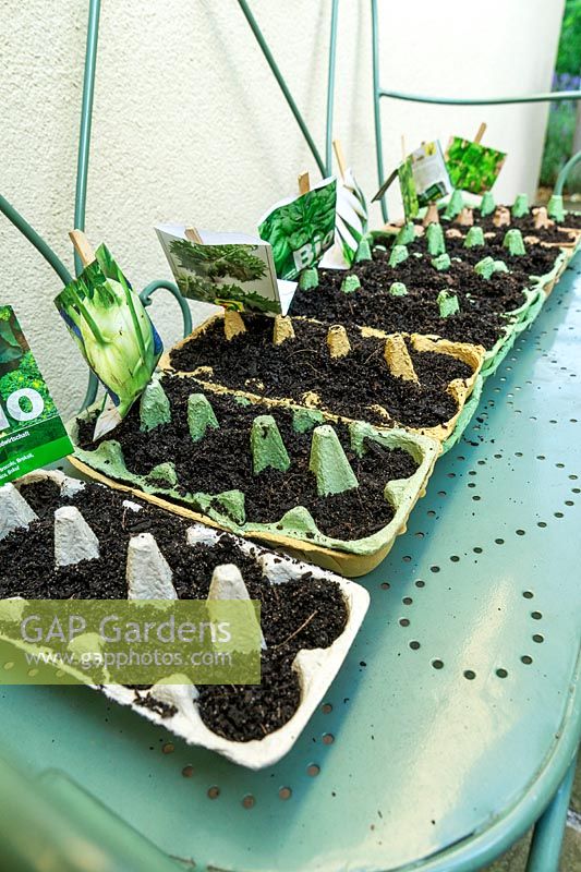 Cultivating vegetable seeds